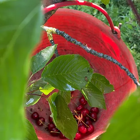 Venti - Craft Wine & Hospitality Farmház Roncofreddo