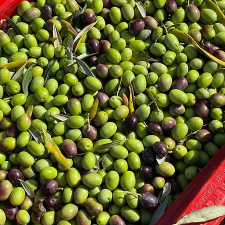 Venti Alloggio per agriturismo Roncofreddo
