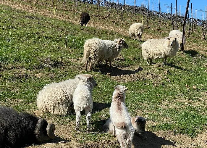 Venti - Craft Wine & Hospitality Farmház *