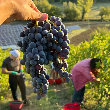 Venti - Craft Wine & Hospitality * Roncofreddo