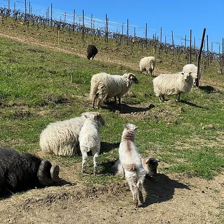 Venti - Craft Wine & Hospitality Farma *