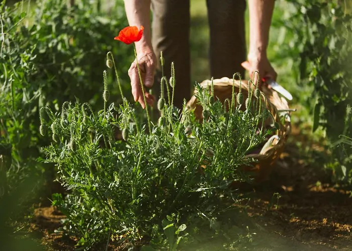 Venti - Craft Wine & Hospitality * Roncofreddo