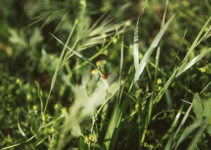 Venti - Craft Wine & Hospitality * Roncofreddo