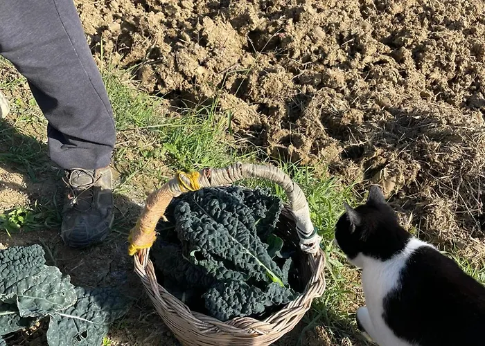 Çiftlik konaklama Venti - Craft Wine & Hospitality