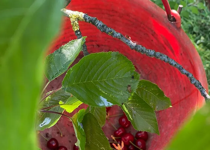 Venti - Craft Wine & Hospitality Çiftlik konaklama Roncofreddo