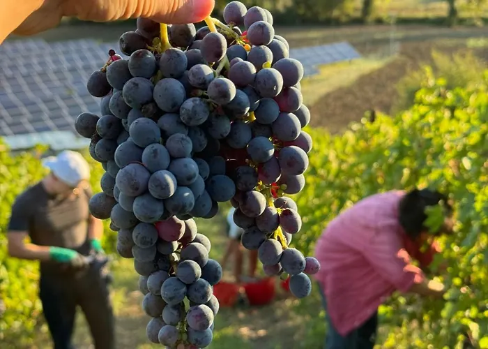 Venti - Craft Wine & Hospitality * Roncofreddo