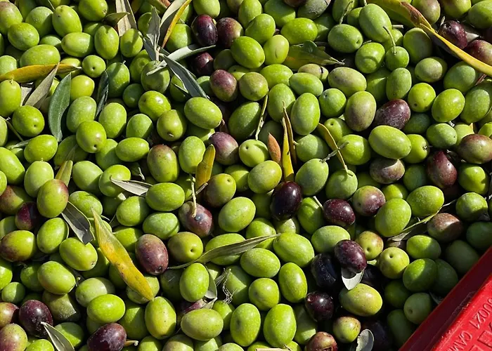 Venti - Craft Wine & Hospitality Çiftlik konaklama Roncofreddo